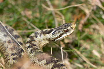 Female Adder crawling through grass, Weardale, County Durham, England, UK.