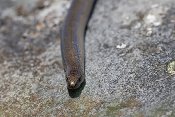 Close up image of a Slow Worm on a rock, Weardale County Durham, England, UK.