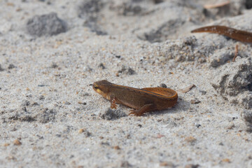 Juvenile Palmete Newt near Hamsterley Forest, County Durham, UK.