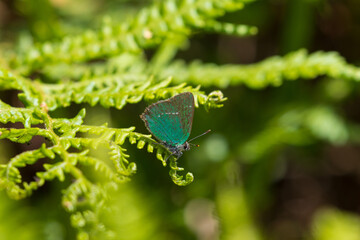 Close up image of a Green Hairstreak butterfly on a fern leaf, Hamsterley Forest, County Durham,...