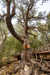 Baikusheva mura, the oldest coniferous tree in Bulgaria, more then 1500 years old. Pirin national park, Bansko, Bulgaria.