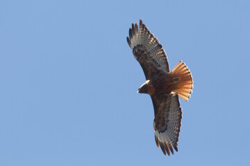 Red tailed Hawk soaring on a blue sky, Buteo jamaicensis.