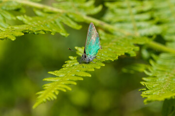 Close up image of a Green Hairstreak butterfly on a fern leaf, Hamsterley Forest, County Durham, England, UK.