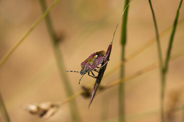 Close up image of a Sheild Bug hanging on to a grass seed head.