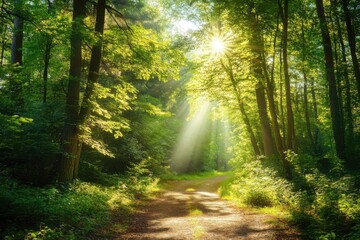 Obraz premium A serene forest path with sunlight streaming through the trees, creating a peaceful, green atmosphere.