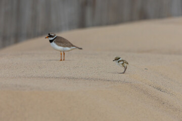 Common Ringed Plover and its chick, on a Beach, County Durham, England UK.