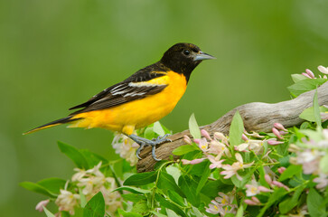 Baltimore Oriole, male, Icterus galbula, in Minnesota, in wild.