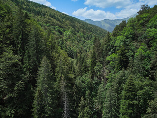 Flying with a drone in the mountains, taking pictures of fir trees, Maria (Mary) river and Marii waterfall in the Retezat Mountains in Uricani, Hunedoara Romania