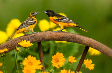 Baltimore Oriole, Icterus galbula, male and female, taken in Minnesota, in wild.