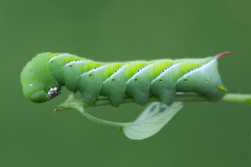 Close up of a tomato hornworm garden pest on a plant stem
