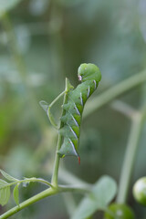 Tomato Hornworm caterpillar on a tomoto plant in garden