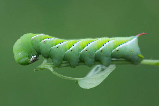 Close up of a tomato hornworm garden pest on a plant stem