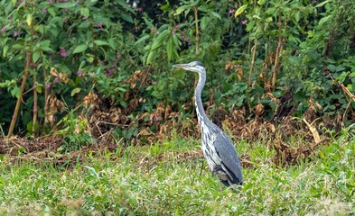 grey heron, Ardea cinerea in natural environment