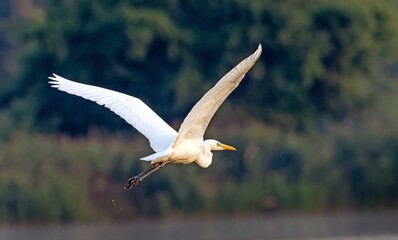 great egret, ardea alba, in the wild