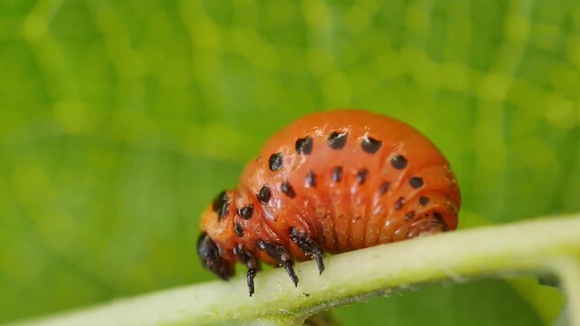 Closeup shot of Colorado potato beetle larva eating potato plant leaves