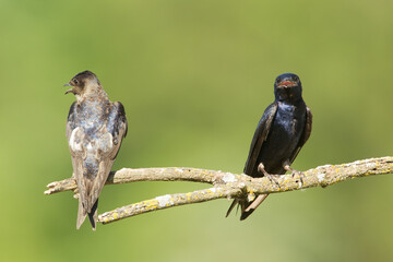 Purple Martin, male and female, Pronge subis, in wild, in Minnesota.