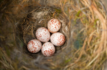 Black-capped chickadee, Poecile atriapillus, eggs and nest,  taken in wild, in Minnesota, USA,  © Agnieszka