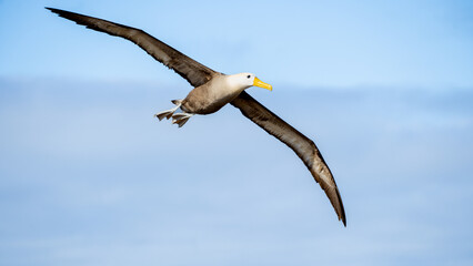 Waved albatross flying above Punta Suarez, Galapagos Islands, Ecuador.