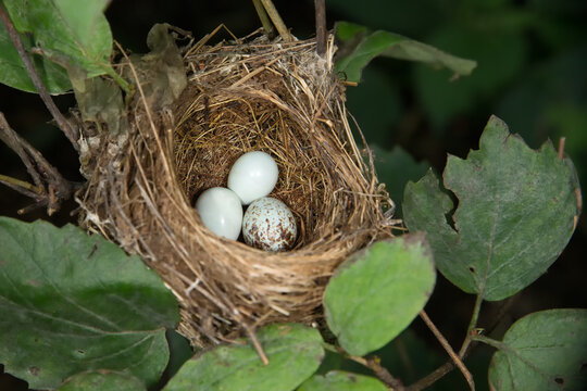 Indigo Bunting nest, and two eggs, with one Brown-headed Cowbird egg, taken in wild, in Minnesota.