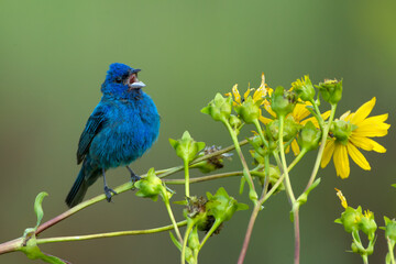 Indigo bunting, Passerina cyanea male, singing in Minnesota.