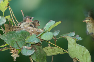 Indigo Bunting nest, Indigo Passerina cyanea chicks, in wild, in Minnesota.