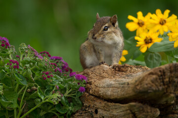 Eastern Chipmunk, Tamias striatus in flowers.
