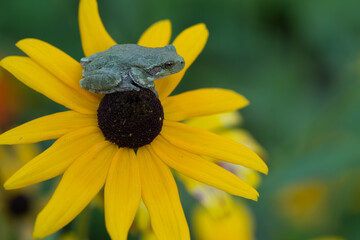Gray treefrog, Hyla versicolor, Dryophytes versicolor taken in Minnesota, in wild.