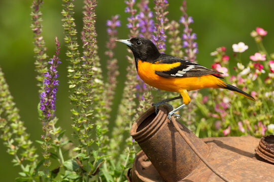Baltimore Oriole, Icterus galbula, Minnesota,in spring.