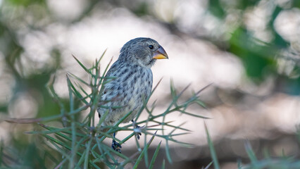 Darwin's finch in Galapagos Island, Ecuador