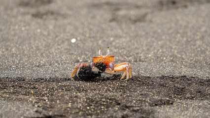 Ghost crab in Glapagos Islands, Ecuador