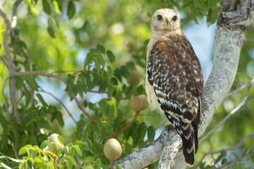 Red shouldered hawk, Buteo lineatus, in wild, , Florida.