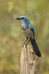 Florida Scrub Jay, Aphelocoma coerulescens, taken in Florida, winter, endemic, Agnieszka Bacal.