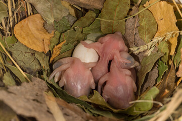 Purple Martin, Pronga subis, one day old baby chicks in nest, taken in Minnesota. © Agnieszka