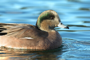 American Wigeon, Mareca americana, Arizona winter.