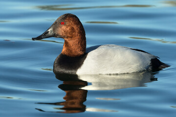 Canvasback, Aythya valisineria,Arizona, winter, , Agnieszka Bacal.