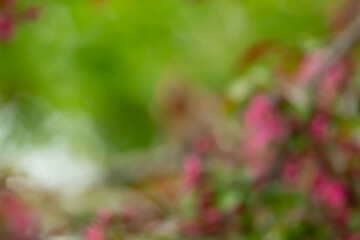 Pink flowers and green leaves background in the garden.