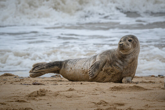Grey seal pup, Halichoerus grypus, resting on sand beach, UK