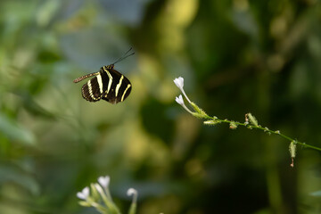 Zebra longwing, in flight, taken in Florida.