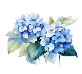 blue hydrangea flower
