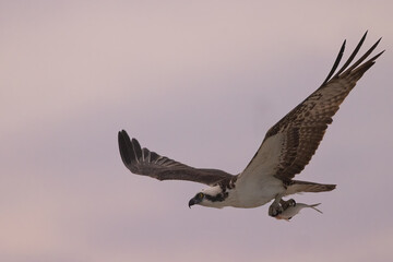  Osprey, Pandion haliaetus flying with fish in talons, Florida.