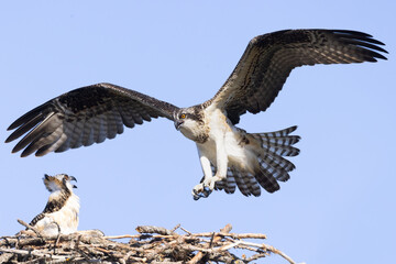 Osprey in flight, female in nest, Minnesota.