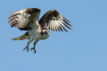 Osprey, Pandion haliaetus, Minnesota in flight.