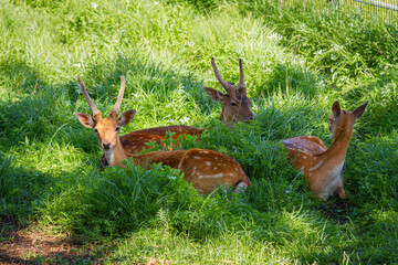 Group of Fallow Deer Resting in a Meadow – Peaceful Wildlife Scene