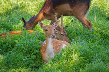 Group of Fallow Deer Resting in a Meadow – Peaceful Wildlife Scene
