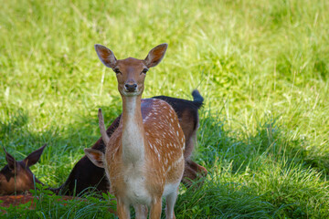 Memical Funny Poker Face of the Fallow Deer in Sunlit Meadow | Memiczna Zabawna pokerowa twarz daniela na słonecznej łące