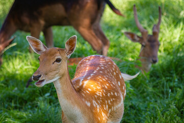 Group of Fallow Deer Resting in a Meadow – Peaceful Wildlife Scene