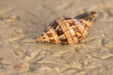 Banded tulip, Cinctura lilium, in Atlantic.