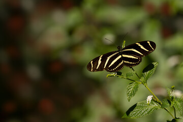 Zebra longwing, Heliconius charithonia, perching with open wings, Florida.