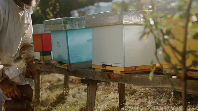 Beekeeping practices in a vibrant apiary during summer in a rural setting