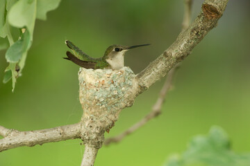 Ruby-throated hummingbird, Archilochus colubris, female on nest, wild, in Minnesota,.